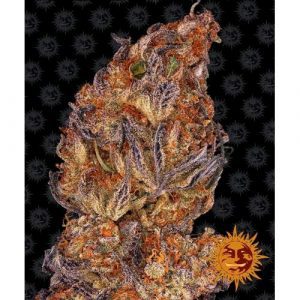 BARNEY'S FARM - RUNTZ AUTO - 3 SEEDS