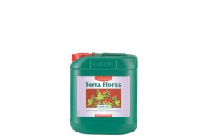 Canna - TERRA FLORES