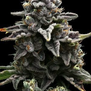 Apple Fritter Steckling