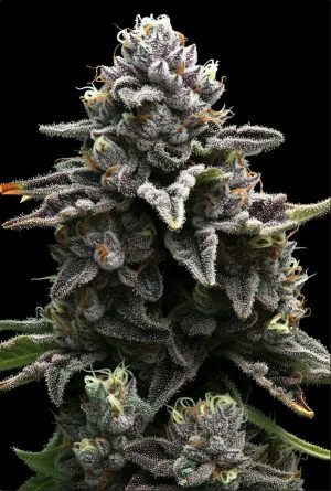 Apple Fritter Steckling