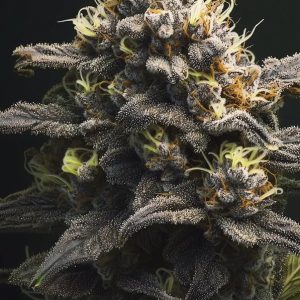 Critical Kush Steckling