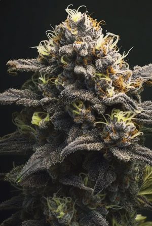 Critical Kush Steckling