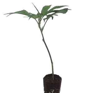 Tropicana Cookies Steckling