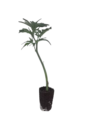 OG Kush Steckling