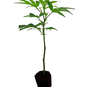 Tropicana Cherry Steckling