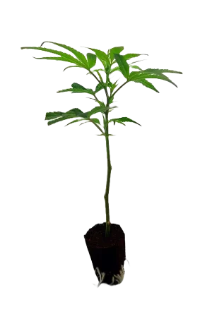 Tropicana Cherry Steckling