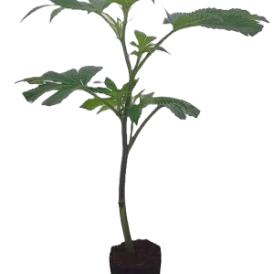 Mimosa x Orange Punch Steckling