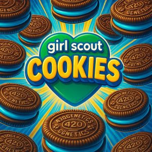 Girl Scout Cookies - Feminisierte Samen - 3er Pack - 420genetics