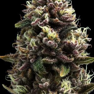 Purple Punch Steckling