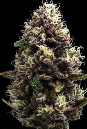 Purple Punch Steckling
