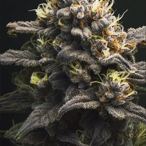 Tropical Gelato Steckling