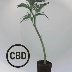 Amnesia CB Steckling