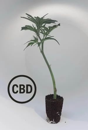 Amnesia CB Steckling