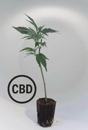 Blueberry Muffin CB Steckling