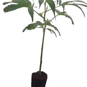 White Widow Steckling