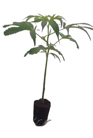 White Widow Steckling