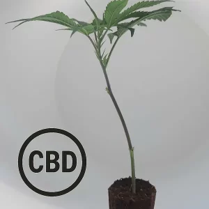 Mango Haze CB Steckling