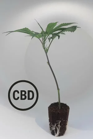 Mango Haze CB Steckling