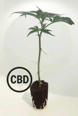 V1 CB Steckling