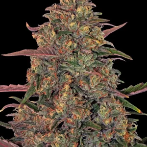 Pineapple Chunk Fem. - 3 Samen - Barneys Farm