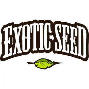 3 Samen – Exotic Thai – Exotic Seeds
