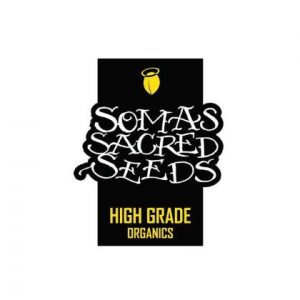 3 Samen – NYC Diesel – Soma Seeds